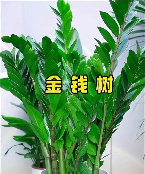 金钱树的正确养护方法是什么？如何保持其健康生长？