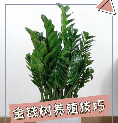 金钱树的正确养护方法是什么？如何保持其健康生长？