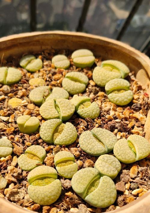 生石花蜕皮的时间是什么时候？蜕皮期间需要注意什么？