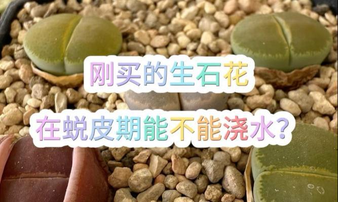 生石花蜕皮的时间是什么时候？蜕皮期间需要注意什么？