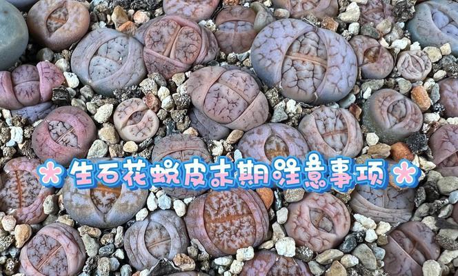 生石花蜕皮的时间是什么时候？蜕皮期间需要注意什么？