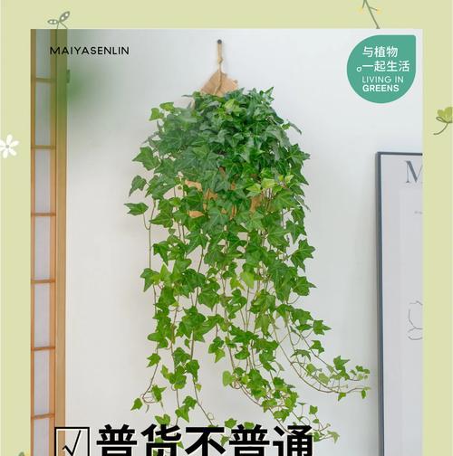 夏季长青藤的养护方法和常见问题是什么？