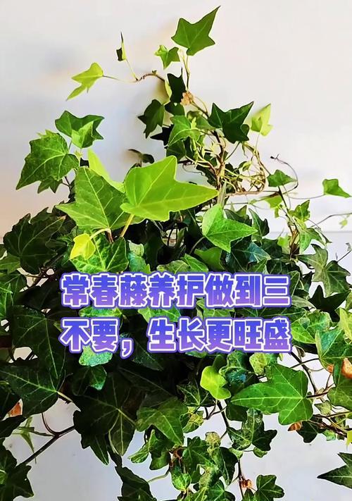 夏季长青藤的养护方法和常见问题是什么？