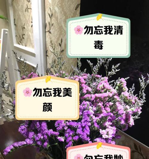 勿忘我花的养殖方法是什么？如何保持其鲜艳的色彩？