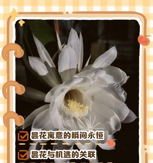 昙花如何养？昙花的养护秘诀是什么？