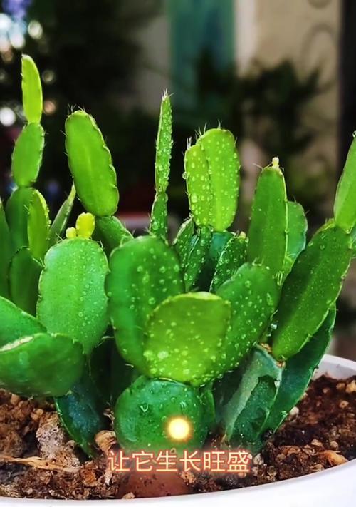 昙花如何养？昙花的养护秘诀是什么？