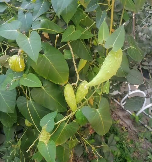 哪些常见植物会结出果实？