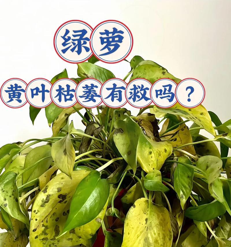 绿萝叶子发黄是什么原因？如何处理？