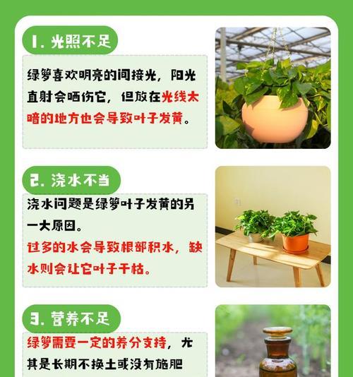 绿萝叶子发黄是什么原因？如何处理？