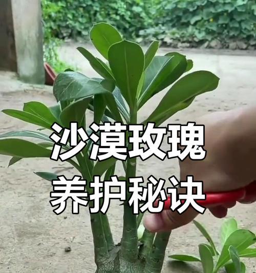 玫瑰花怎么修剪？修剪的最佳时间和方法是什么？