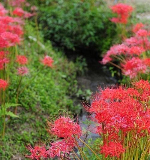 彼岸花的最佳种植时间是什么时候？