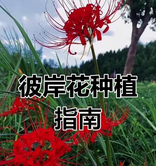 彼岸花的最佳种植时间是什么时候？