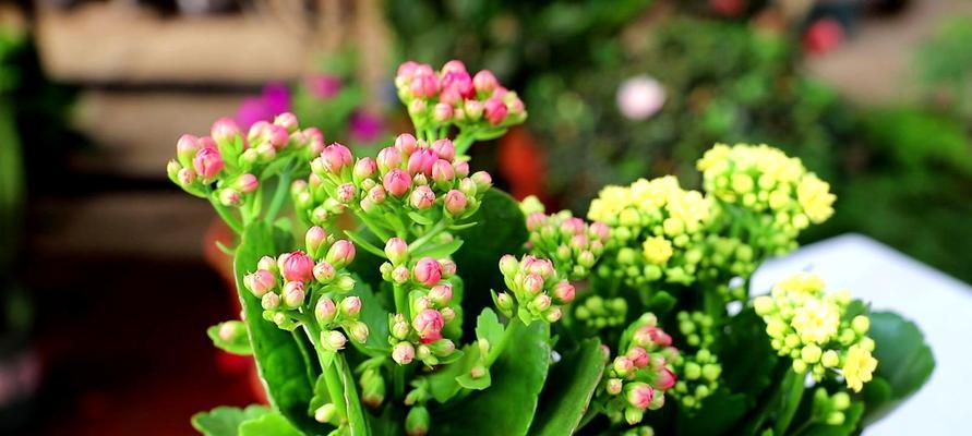 椰子花的养殖环境要求是什么？如何进行日常管理？