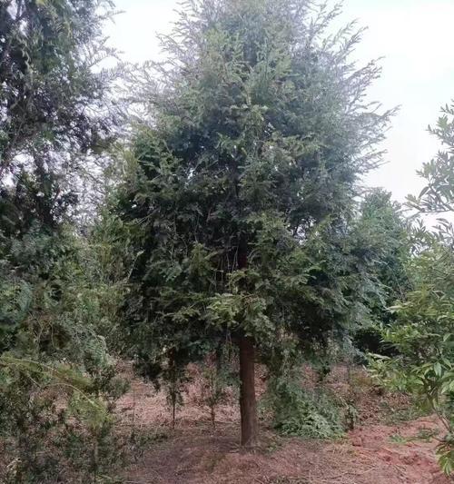 红豆杉浇水的正确方法是什么？