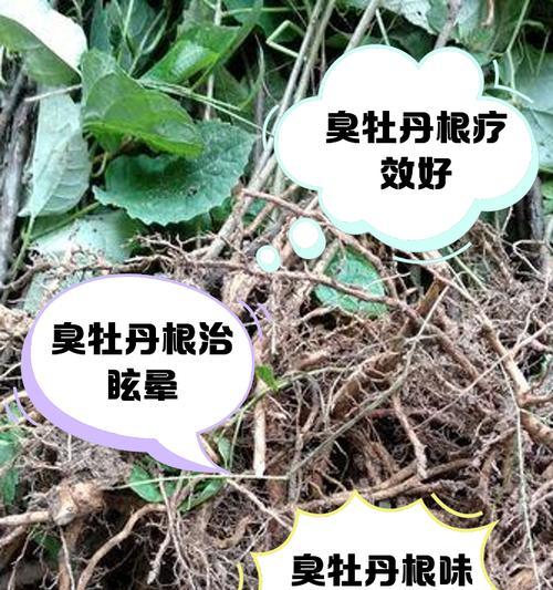 落叶生根花治什么病？落叶生根花的药用价值有哪些？