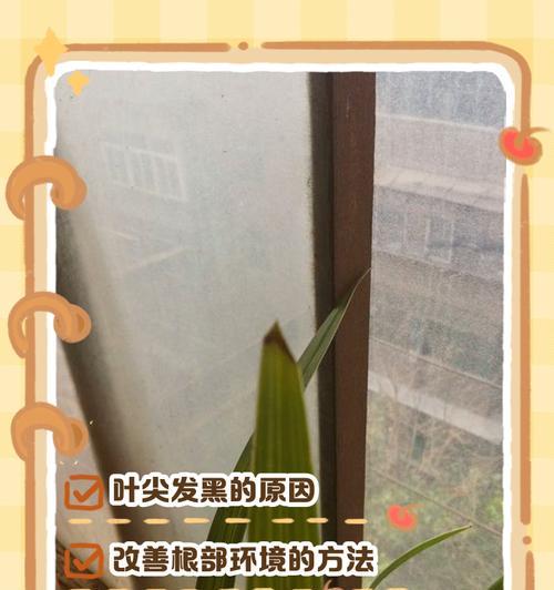 兰花叶片枯黄是什么原因？如何恢复兰花生机？