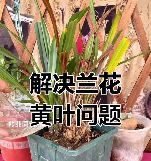 兰花叶片枯黄是什么原因？如何恢复兰花生机？