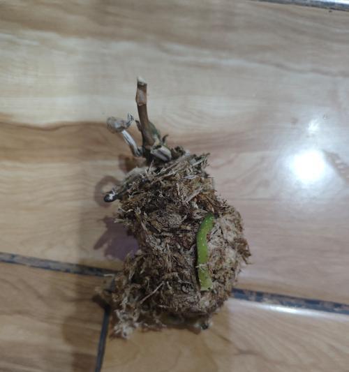 兰花叶片枯黄是什么原因？如何恢复兰花生机？
