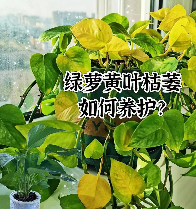 绿萝生根的秘诀是什么？如何促进绿萝快速生根？