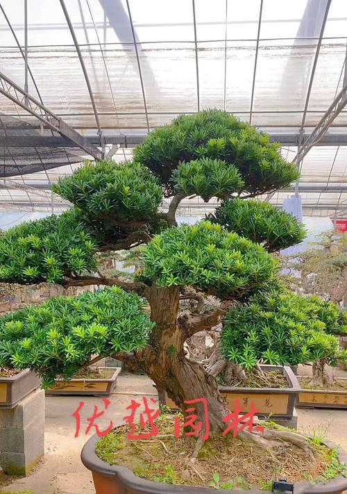 盆景落叶的原因有哪些？如何预防和处理？