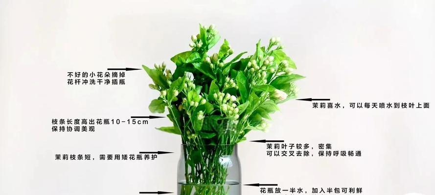夏季茉莉的浇水技巧是什么？