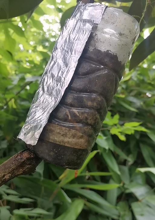 玉兰繁殖有哪些方法？哪种最有效？