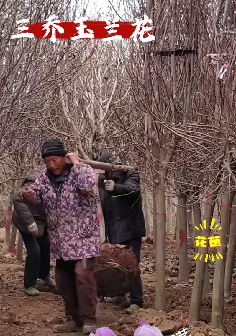 玉兰繁殖有哪些方法？哪种最有效？