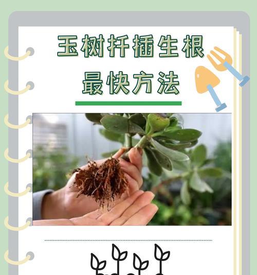 玉兰繁殖有哪些方法？哪种最有效？