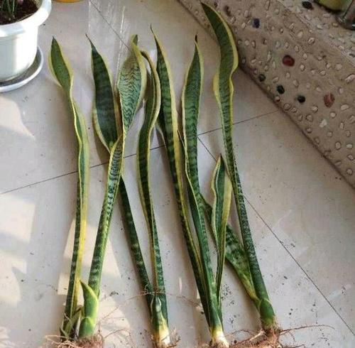 虎尾兰的土壤选择有什么讲究？如何种植？
