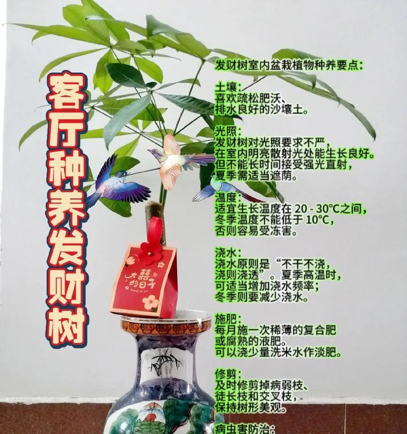 发财树根烂了如何拯救？拯救方法和预防措施有哪些？