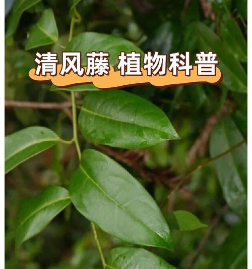 水桶里的绿色植物是什么名字？如何正确养护？