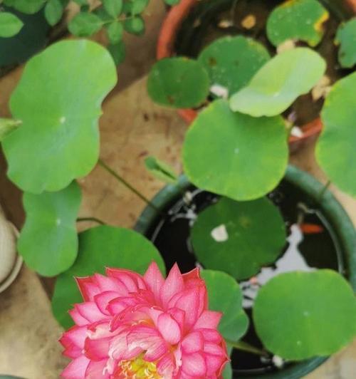 水桶里的绿色植物是什么名字？如何正确养护？