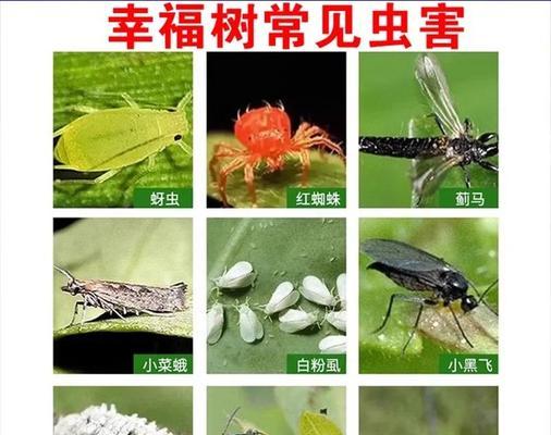 幸福树根出现虫害如何处理？有效防治方法是什么？