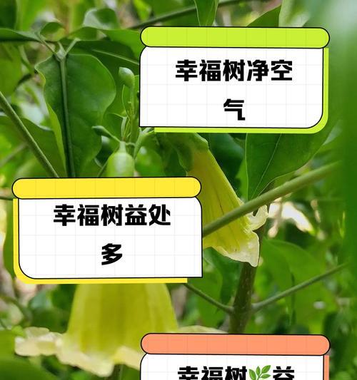 幸福树根出现虫害如何处理？有效防治方法是什么？