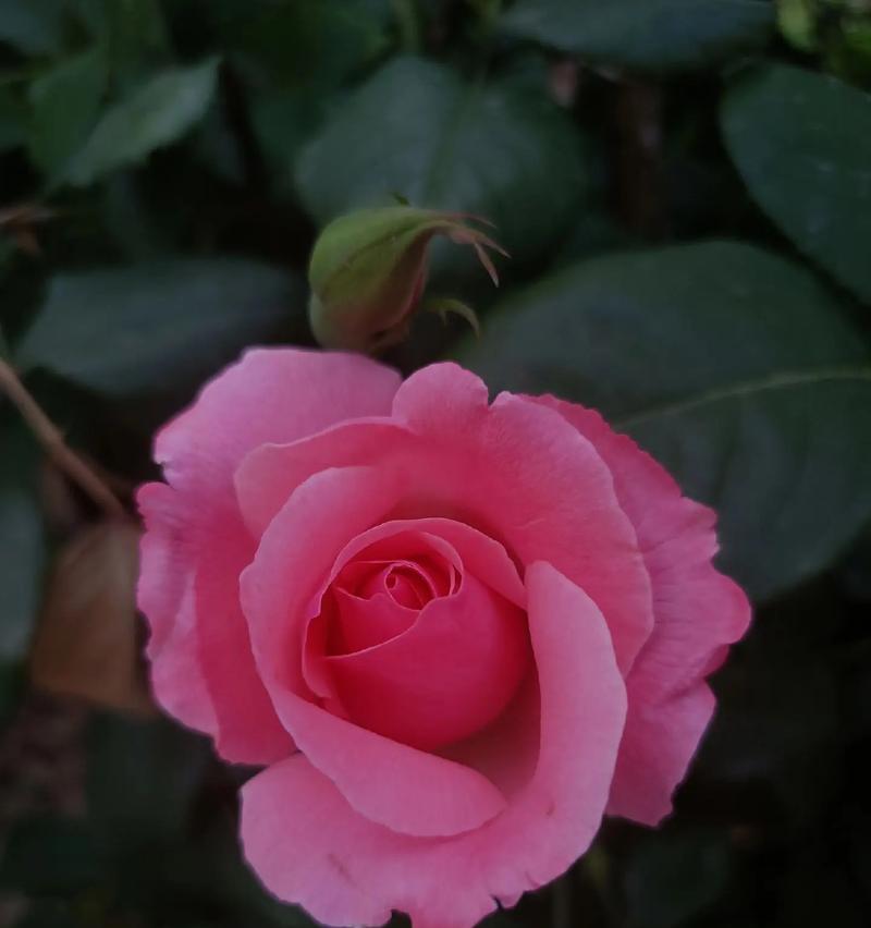 月季花有哪些常见的颜色？
