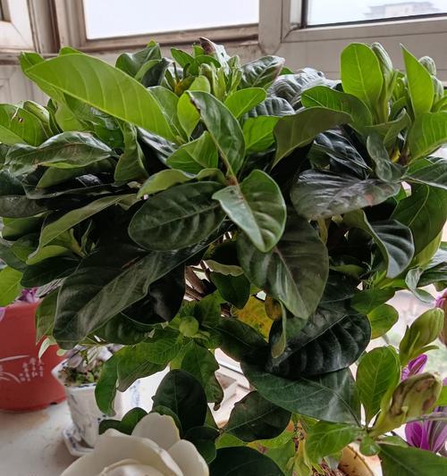 开心果盆栽养护要点有哪些？如何提高结果率？