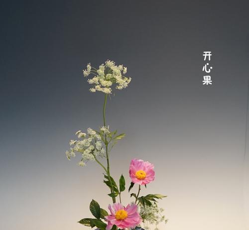 开心果盆栽养护要点有哪些？如何提高结果率？