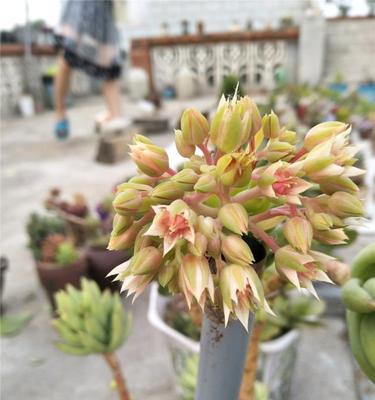 千佛手如何养护才能开花？千佛手开花需要哪些条件？