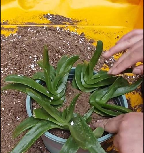 千佛手如何养护才能开花？千佛手开花需要哪些条件？