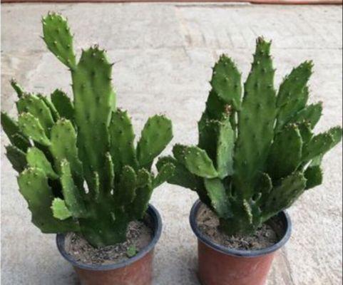 千佛手如何养护才能开花？千佛手开花需要哪些条件？