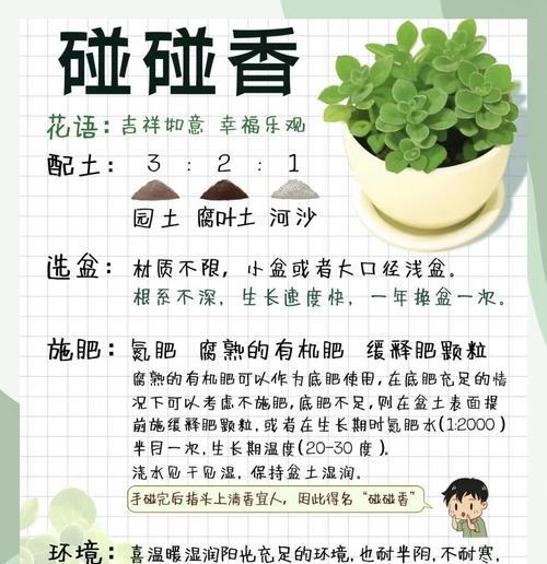 碰碰香为何一触碰就会散发香味？碰碰香的香味有何特点？