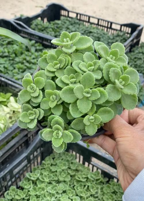 碰碰香为何一触碰就会散发香味？碰碰香的香味有何特点？
