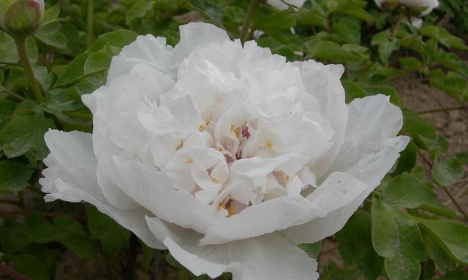 水晶牡丹花的寓意是什么？水晶牡丹花象征着什么？