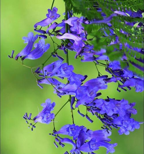 巴西铁树开花的花语是什么？它象征着什么？