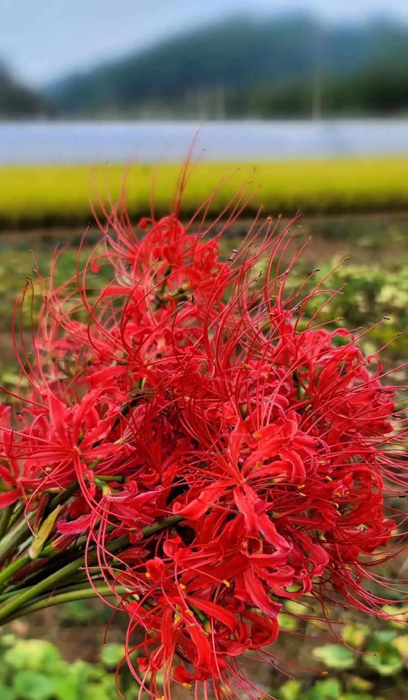 巴西铁树开花的花语是什么？它象征着什么？