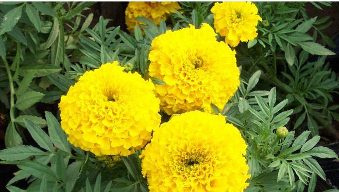 巴西铁树开花的花语是什么？它象征着什么？