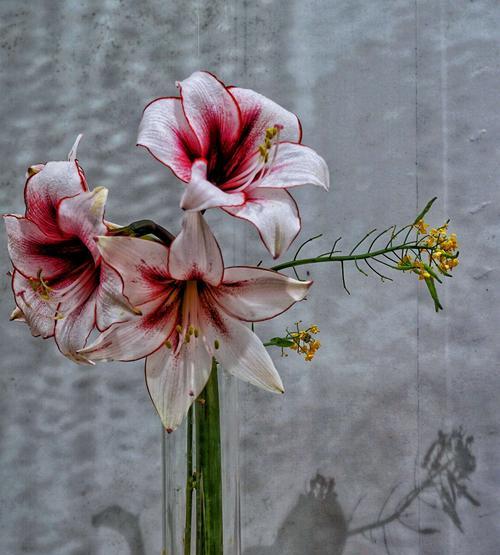 赤裸裸的爱用什么花语表达？花语中蕴含的深意是什么？