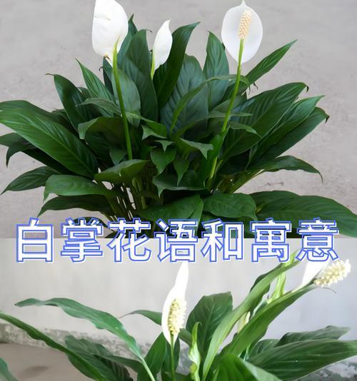 一帆风顺的花语代表什么？一帆风顺的花语有何含义？