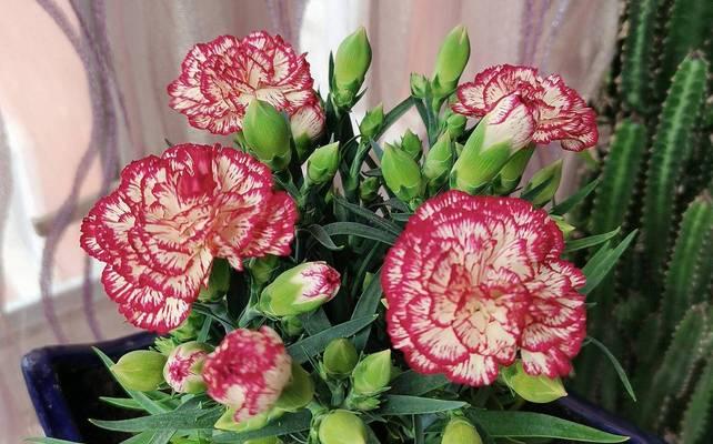 康奈新的花语是哪种花？它象征着什么？