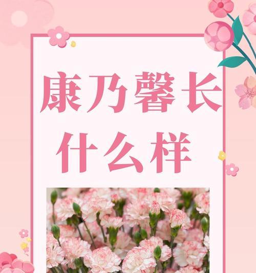 康奈新的花语是哪种花？它象征着什么？